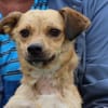 Camaro - kinderlieber Familienhund