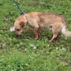 Camaro - kinderlieber Familienhund