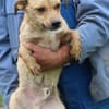 Camaro - kinderlieber Familienhund