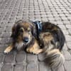 Sino - treuer verkuschelter Begleiter