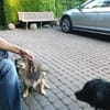 Sino - treuer verkuschelter Begleiter