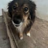Sino - treuer verkuschelter Begleiter