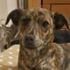 Hundemädchen SHEILA
