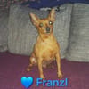 Franzl - lieb, freundlich, verschmust