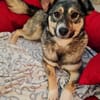 EDDA -Liebevoll, verschmust & ruhig-