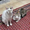 Lucy und Lilly suchen gemeinsamen Dosenö
