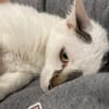 Lucy und Lilly suchen gemeinsamen Dosenö