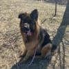 Maximus