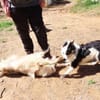 Baku - fröhlich und aufgeschlossen