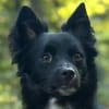 Nerino  lackschwarze Liebenswürdigkeit