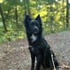 Nerino  lackschwarze Liebenswürdigkeit