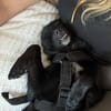 Nerino  lackschwarze Liebenswürdigkeit