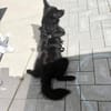 Nerino  lackschwarze Liebenswürdigkeit