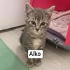 AÏKO et ASLAN  Deux frères DOUBLE ADOPTION