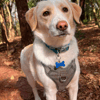 Pixel