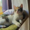 Niza