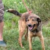 Cuno - dringend Zuhause gesucht!!