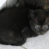 Sunnys Kitten