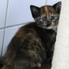 Sunnys Kitten
