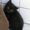 Sunnys Kitten