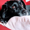BUDDY - muss nach 6 Jahren weg :-(