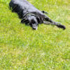 BUDDY - muss nach 6 Jahren weg :-(