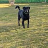 BUDDY - muss nach 6 Jahren weg :-(