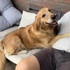 Romy - sanftes goldenes Wesen
