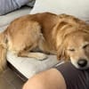 Romy - sanftes goldenes Wesen