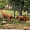 Romy - sanftes goldenes Wesen