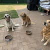 Romy - sanftes goldenes Wesen