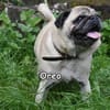 OREO