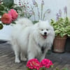Merlin, kinderfreundlicher Samojede