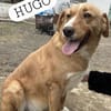 🐾❤ HUGO, unser Immer-Sonnenschein
