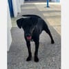 Pippa - fröhliche, junge, kleine Dame