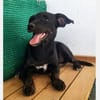 Pippa - fröhliche, junge, kleine Dame