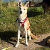 Miska - aus RO - in DE 25746 Heide