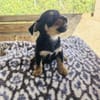 Flint sucht ein Zuhause