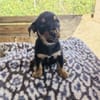 Flint sucht ein Zuhause