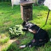 Puffi sucht seine Menschen