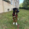 Dino - Blick zum Verlieben