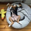 Dino - Blick zum Verlieben