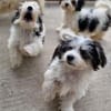 Hector, Snoopy, Jacky und Franky