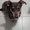 Schmuser Quincy sucht Dich!