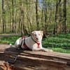 Mia  Sensible Hundeseele sucht Zuhause