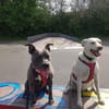 Mia  Sensible Hundeseele sucht Zuhause