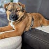 MUSTI * fröhlicher Überallhinbegleiter