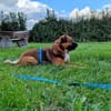 MUSTI * fröhlicher Überallhinbegleiter