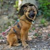 MUSTI * fröhlicher Überallhinbegleiter