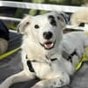 Charlie sucht liebevolle Hundekenner❤